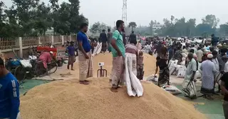 ভরা মৌসুমে ধানের দাম কমায় বিপাকে নওগাঁর কৃষকরা